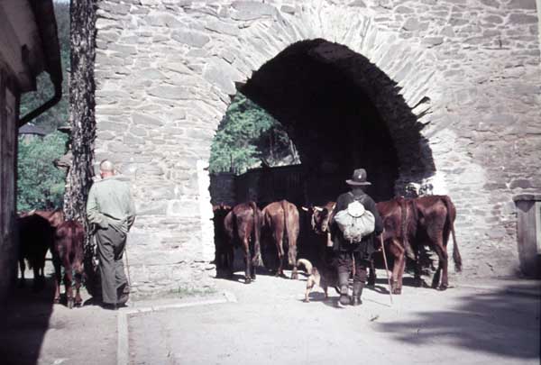 Kühe am Rittertor
